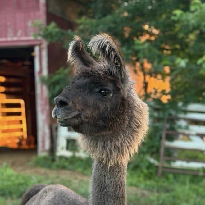 A dark llama standing in front of the open red barn.