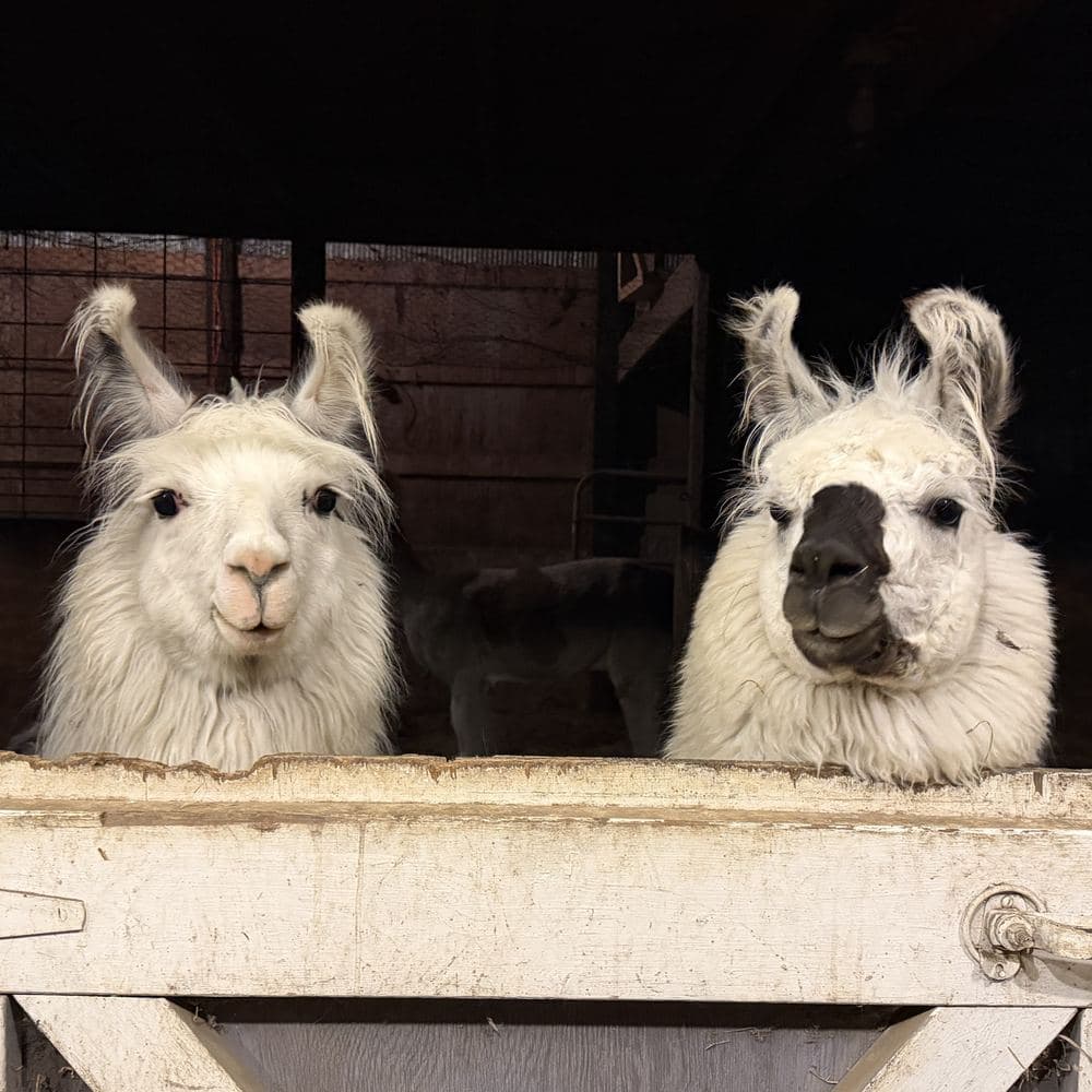 Two llamas looking out over the white barn door.