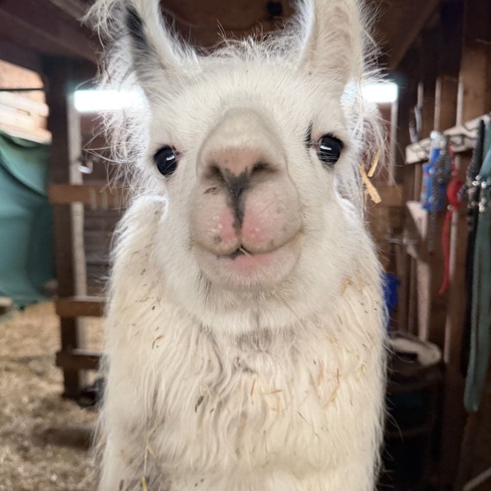 A shaggy white llama in the barn.