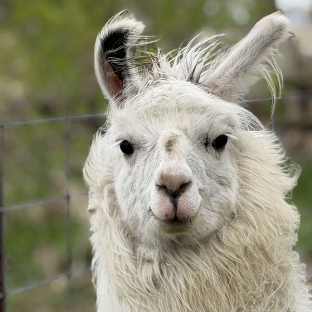 Dream, a white llama up close at the wire fence.
