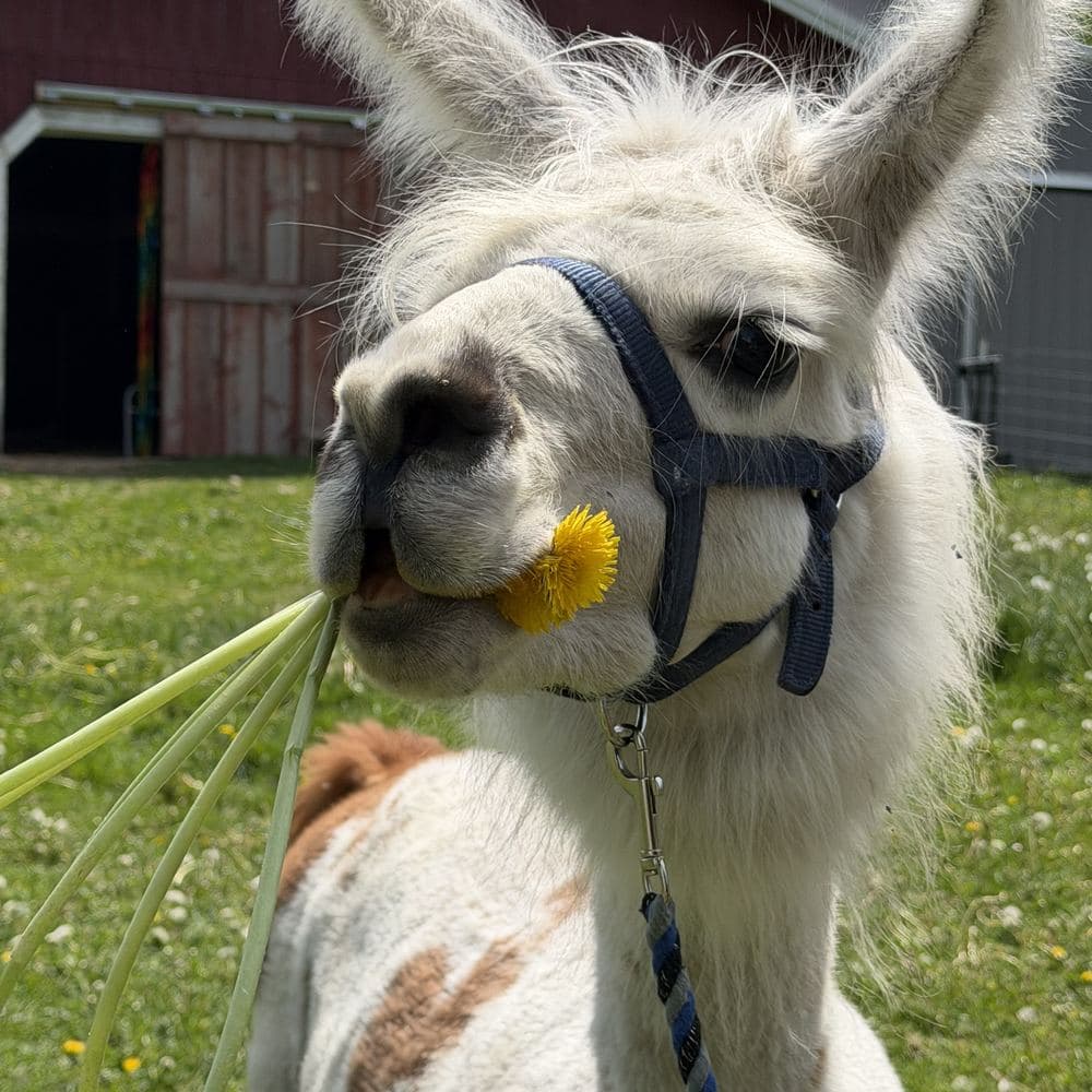 Luke, with a dandelion in its mouth.