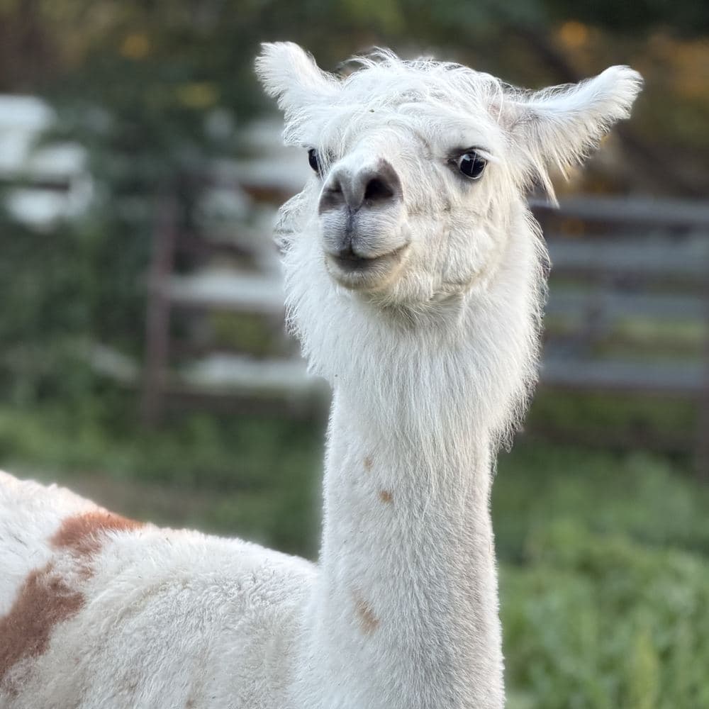 A llama standing in the pasture in evening light.