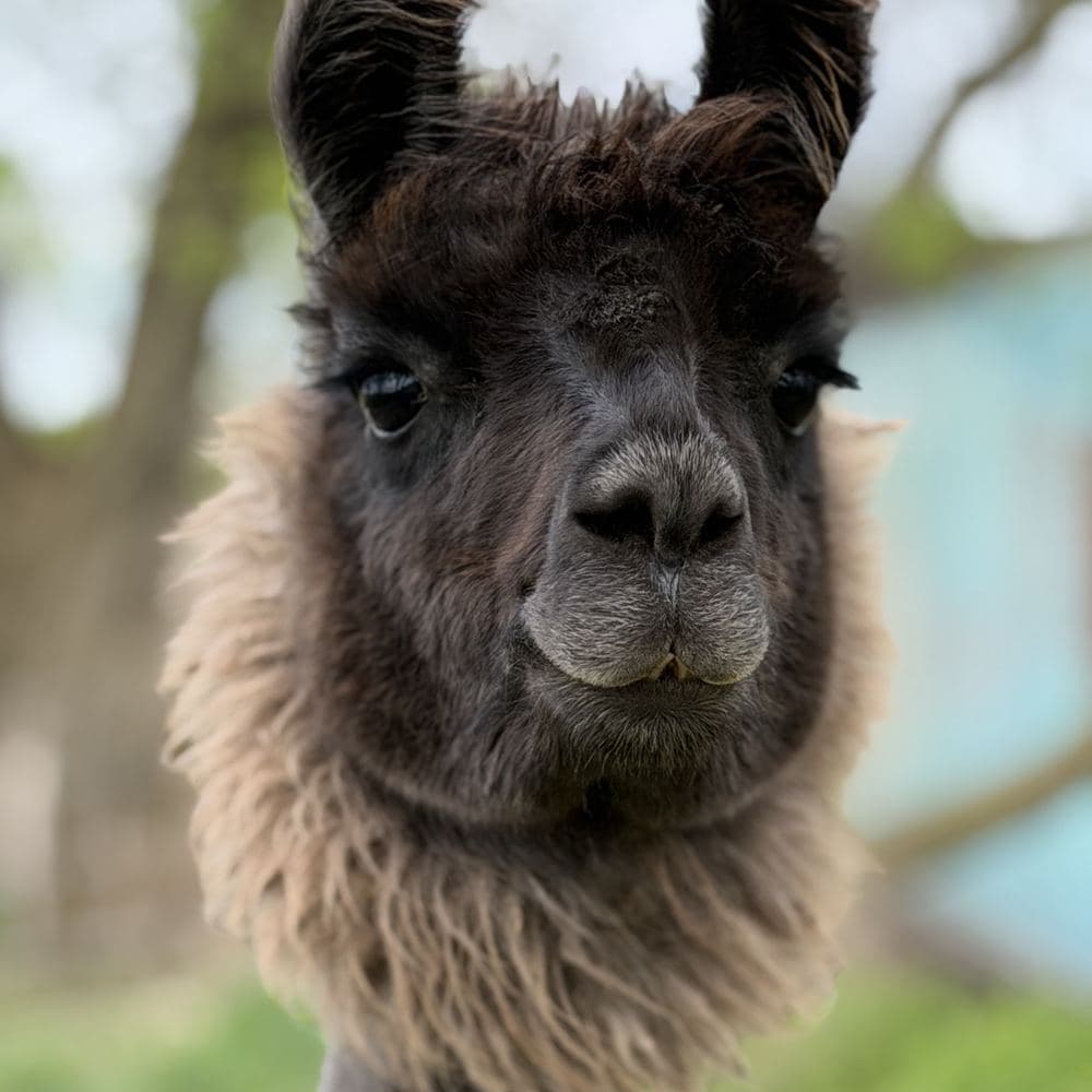 Smudge, a dark-faced llama with a sandy mane.