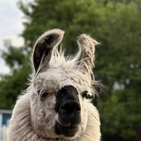 Vinny, a cream llama with a dark muzzle, out in the grass.