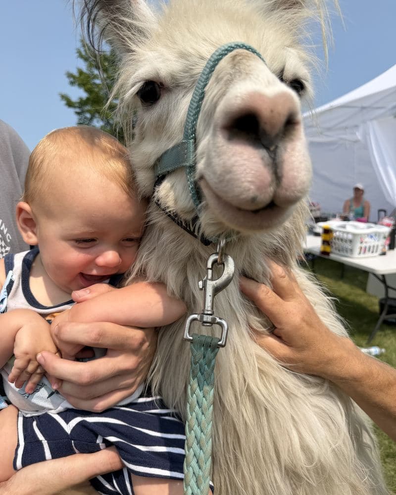 A baby laughing beside a llama's face at an outdoor event.