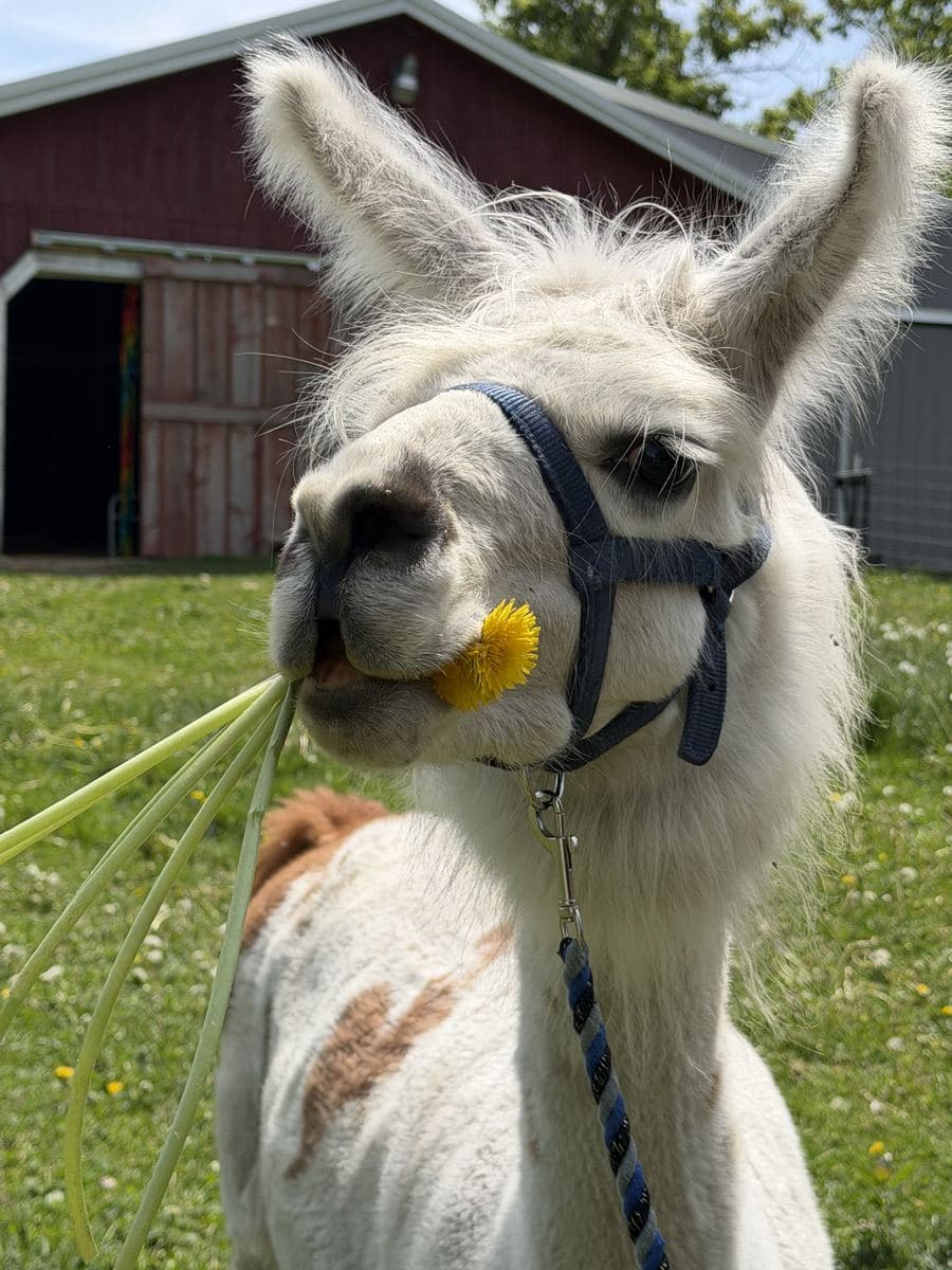 Luke, with a dandelion in its mouth, in front of the red barn.