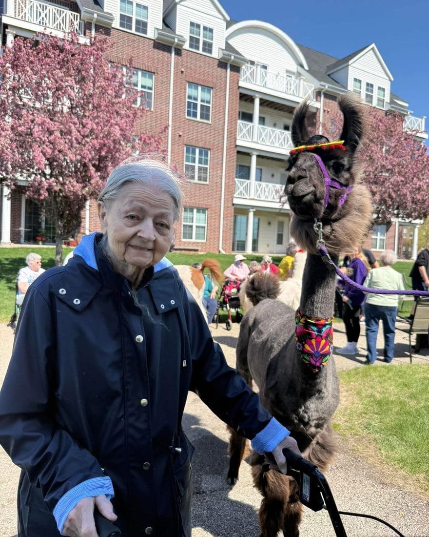 A llama in a flower crown, walked on a lead outside a red-brick building.