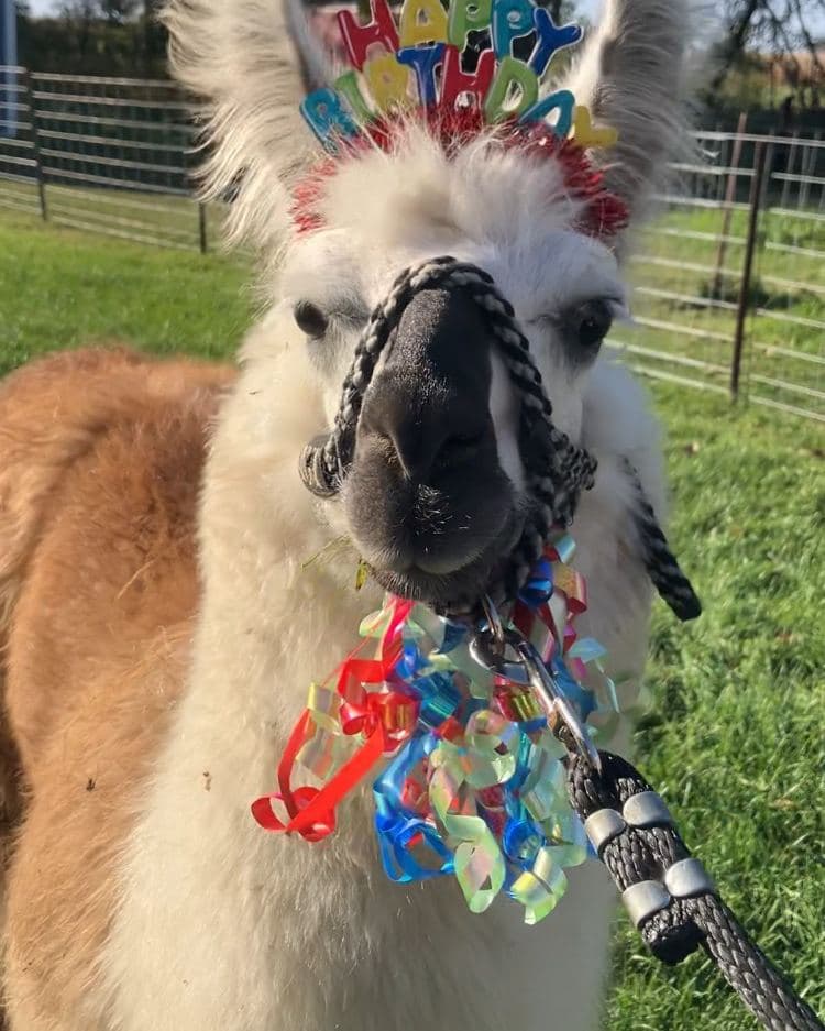 A llama in a birthday headband with curling ribbons.