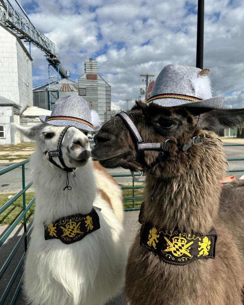 Two llamas in hats and bandanas at a town event.