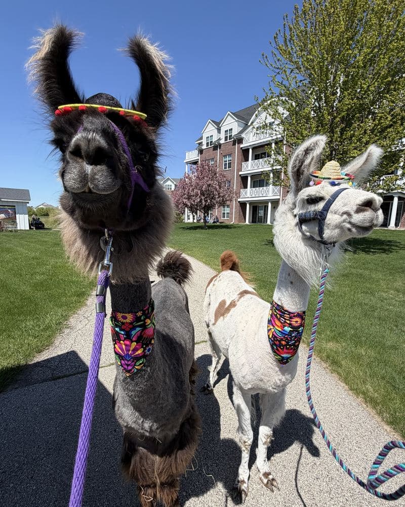 Two llamas in braided tassels, walking on a path.